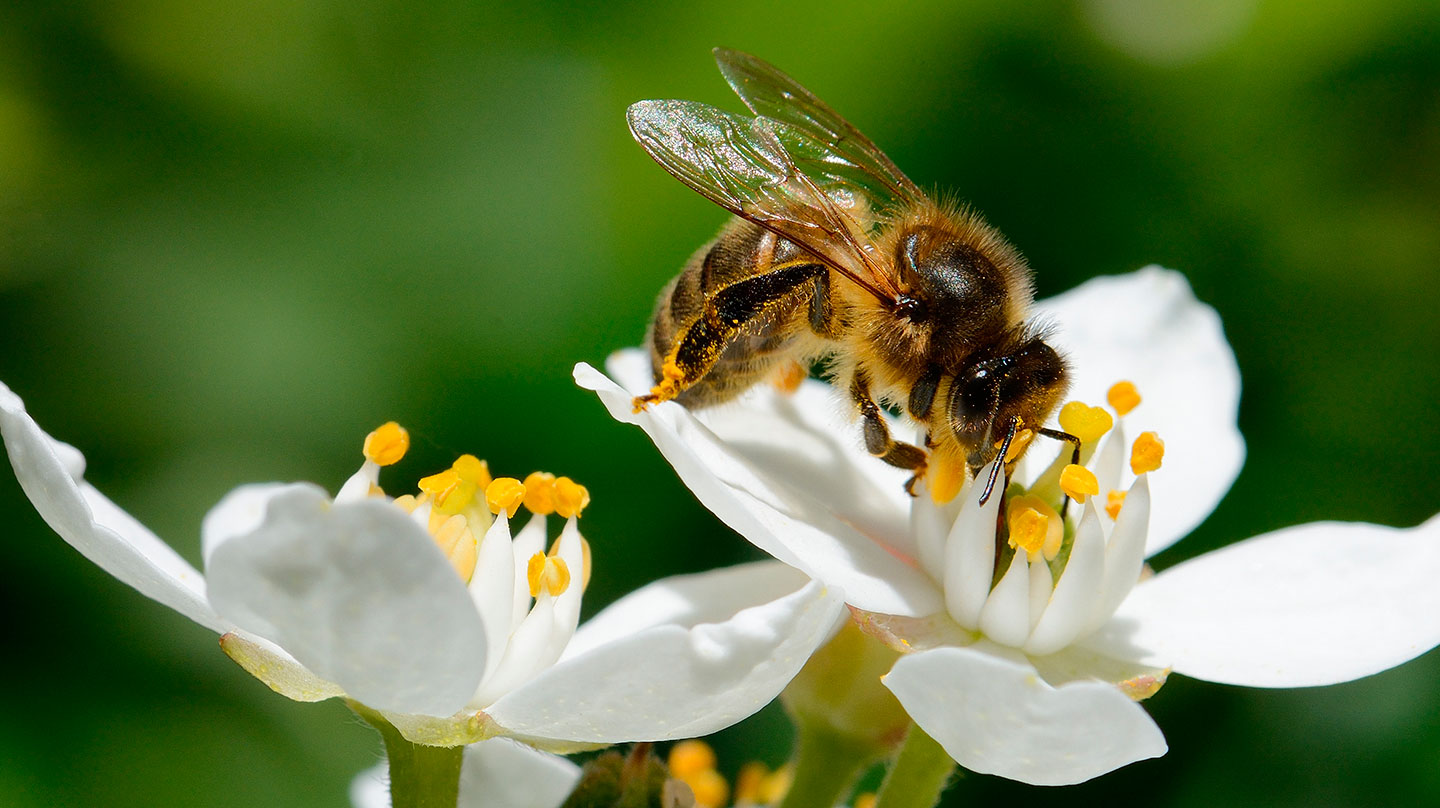 Propolis und Honig - Gesundes von der Biene